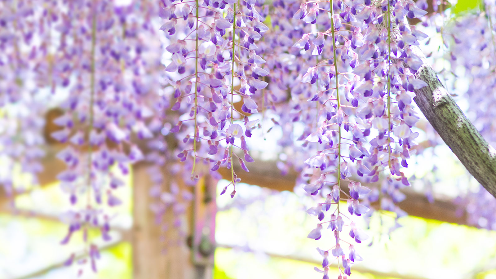 【旅の案内役】藤枝の魅力を網羅「藤枝市観光協会」