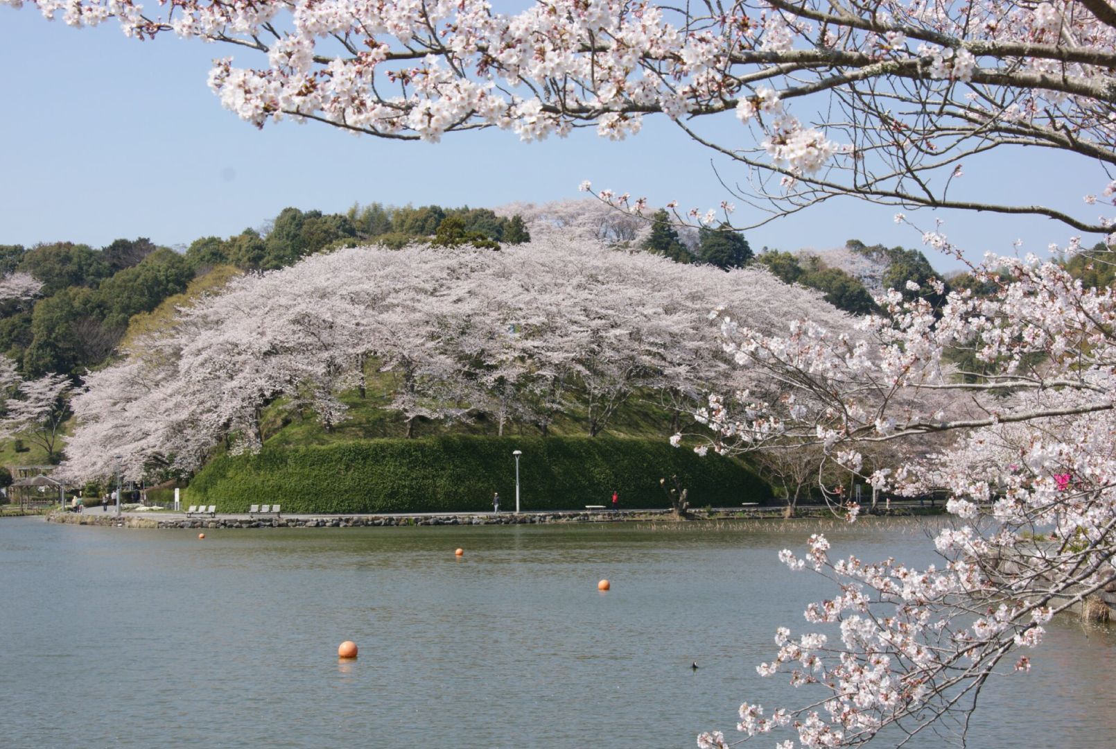 【癒やしの聖地】市民の憩いのシンボル「蓮華寺池公園」